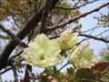 海老江上公園の桜の写真(4) 2004年4月7日撮影