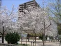 鷺洲上公園(1) 2004年4月7日撮影