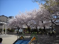 江成公園の桜の写真 2004年4月撮影