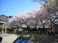 江成公園の櫻の寫眞(1)